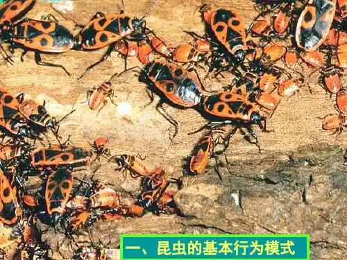 昆虫的基本行为模式