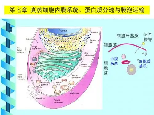 细胞生物学   第7章 真核细胞内膜系统、蛋白质分选与膜