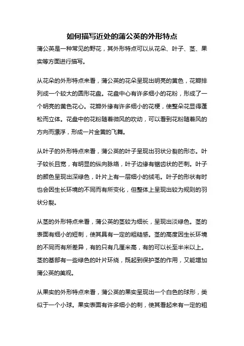 如何描写近处的蒲公英的外形特点