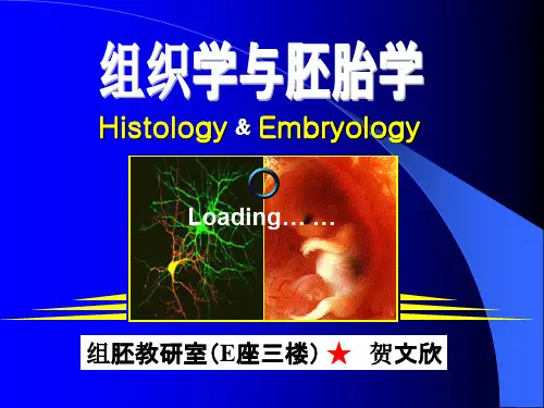 组胚 1绪论
