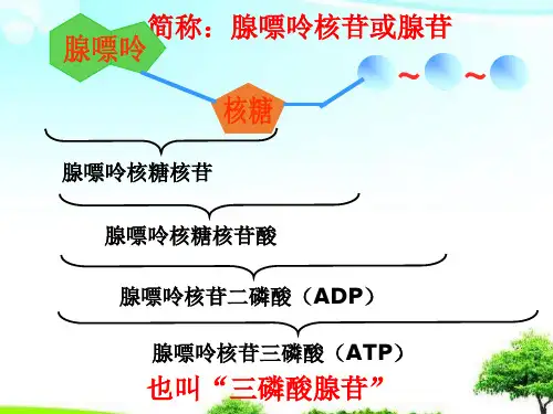 中小学优质课件酶与酶促反应(1)课件.ppt