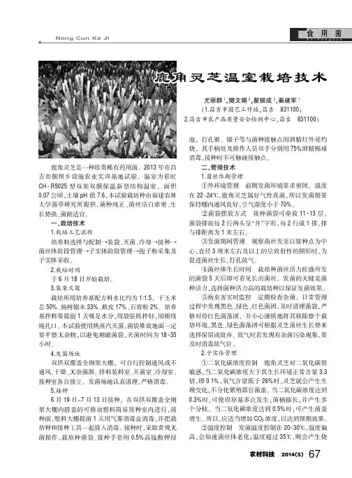 鹿角灵芝温室栽培技术