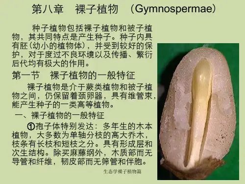 生态学裸子植物篇