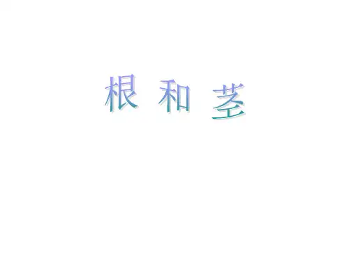 苏教版小学三年级下册科学 第二单元 植物与环境 2根和茎 课件 (共17张PPT)