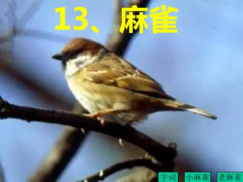 《麻雀》课件(语文S版四年级语文上册课件)
