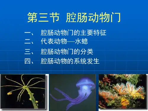 动物的类群--腔肠动物