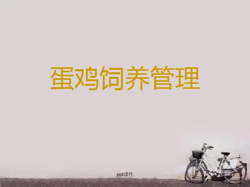 蛋鸡的饲养管理  ppt课件