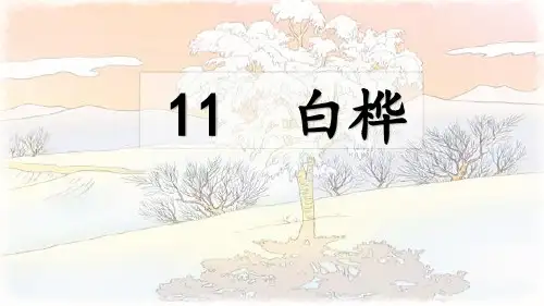 人教部编版四年级语文下册第11课《白桦》精品课件