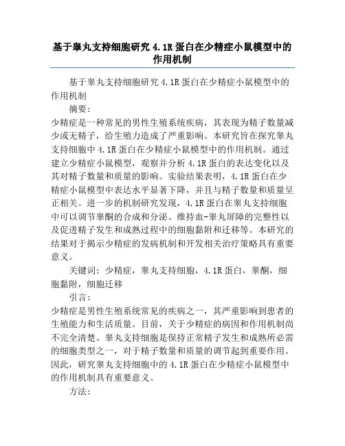 基于睾丸支持细胞研究4.1R蛋白在少精症小鼠模型中的作用机制