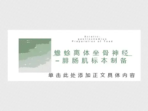 蟾蜍离体坐骨神经–腓肠肌标本制备
