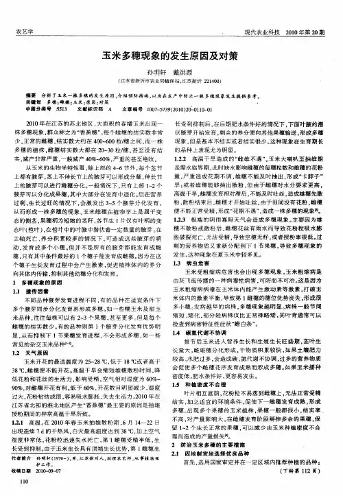玉米多穗现象的发生原因及对策