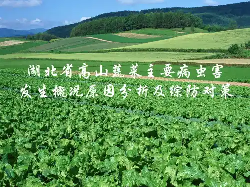 湖北省高山蔬菜主要病虫害发生概况原因分析及综防对策