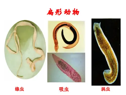 第一章扁形动物12张(人教版生物)