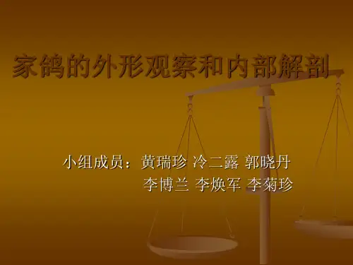 家鸽的外形观察和内部解剖