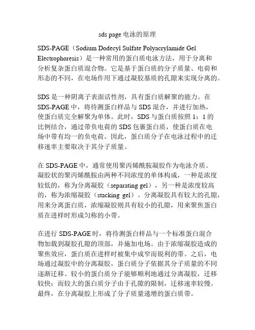sds page电泳的原理