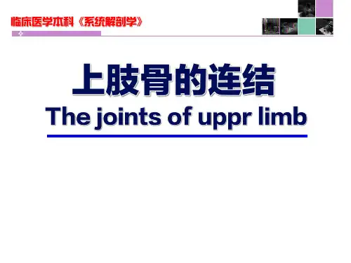系统解剖学 上肢骨的连接