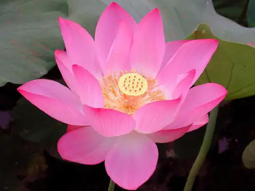 小池ppt课件