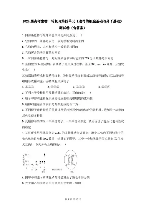 2024届高考生物一轮复习第四单元《遗传的细胞基础与分子基础》测试卷(含答案)
