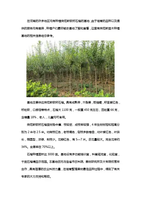 河南河阴突尼斯软籽石榴苗木繁育基地在哪