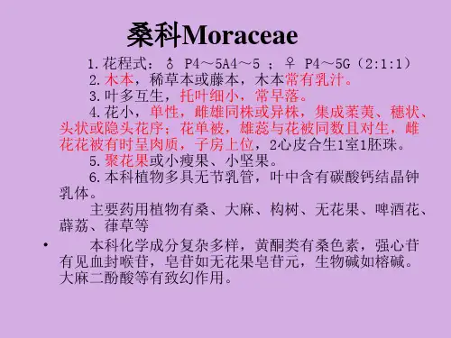 莱职院药用植物学课件11被子植物-12桑科