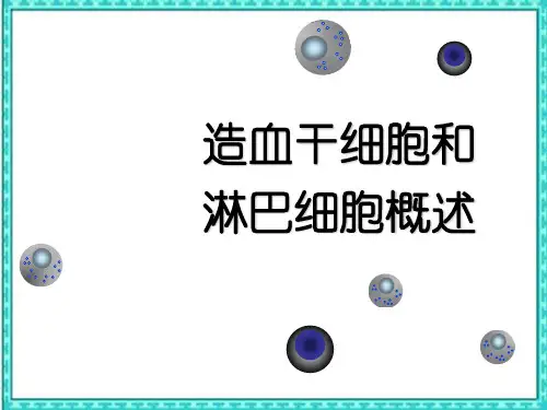 造血干细胞和淋巴细胞概述