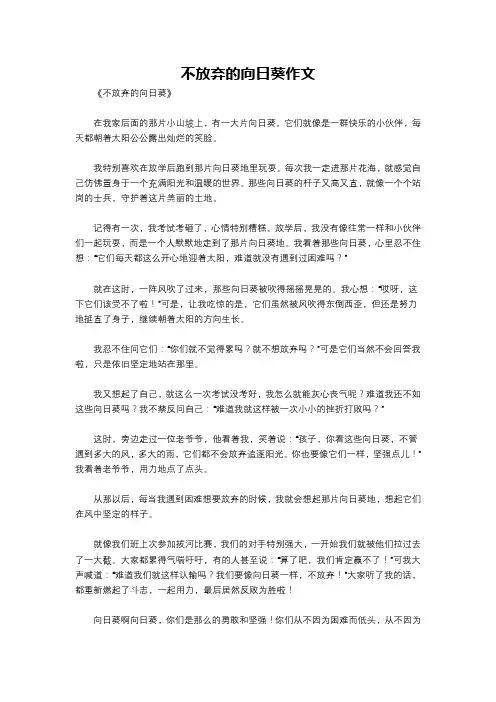 不放弃的向日葵作文