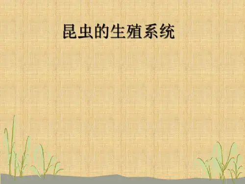 昆虫学生殖系统课件