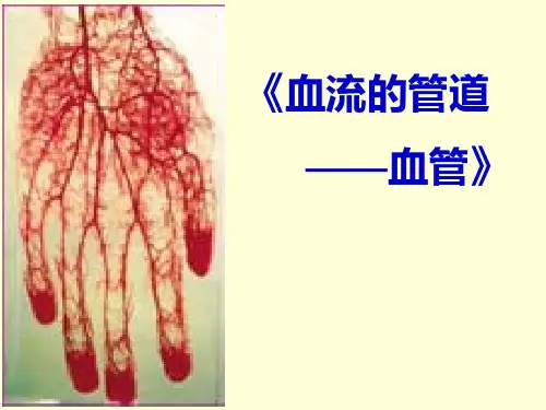 人教版七年级生物下册课件----血流的管道——血管3