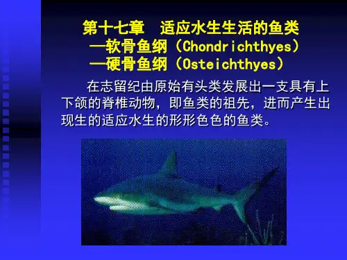 第十七章适应水生生活的鱼类—软骨鱼纲—硬骨鱼纲ppt课件
