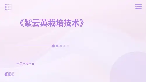 紫云英栽培技术