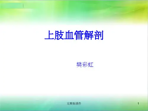 上肢血管解剖ppt课件