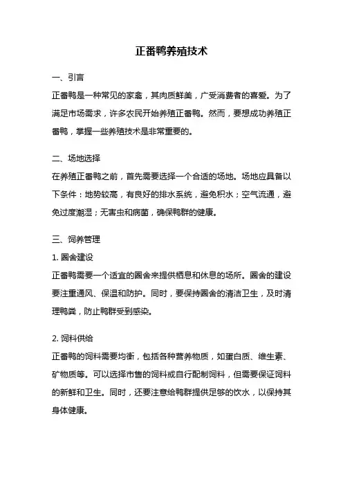 正番鸭养殖技术
