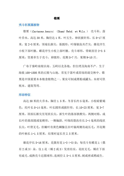 锥栗 壳斗科栗属植物