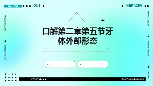 口解第二章第五节牙体外部形态