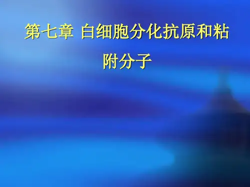 白细胞分化抗原ppt课件