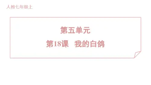 第18课《我的白鸽+》训练提升课件+2024-2025学年统编版语文七年级上册