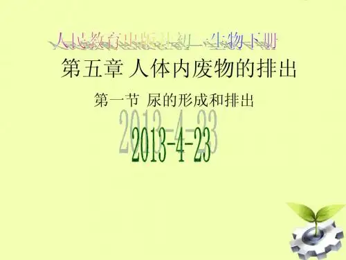 《尿的形成和排出》课件