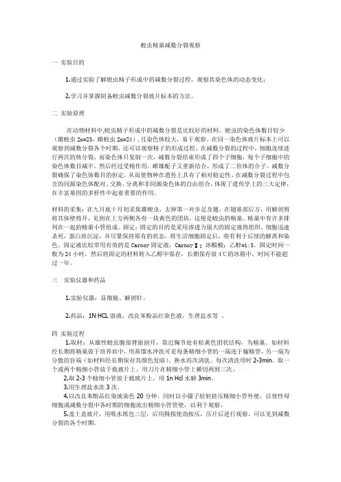 蝗虫精巢减数分裂观察