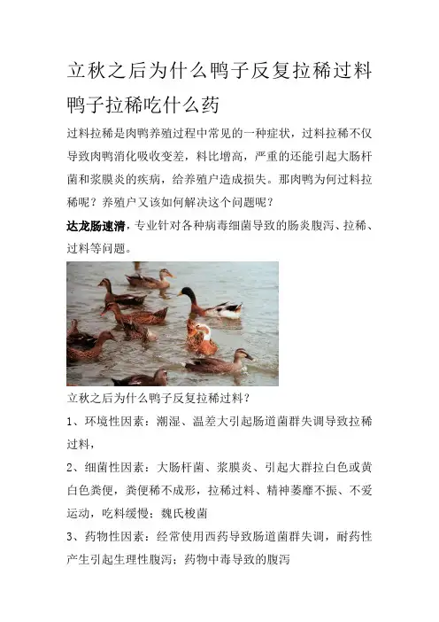 立秋之后为什么鸭子反复拉稀过料鸭子拉稀吃什么药