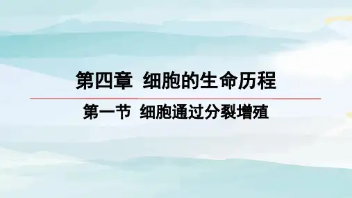 第1节-细胞通过分裂增殖高中生物必修一浙科版