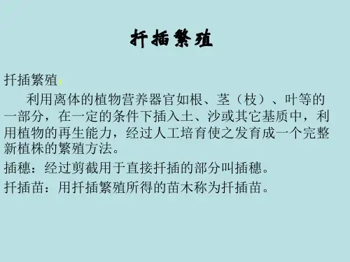 扦插