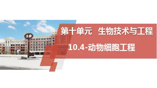 高三生物一轮复习课件动物细胞工程