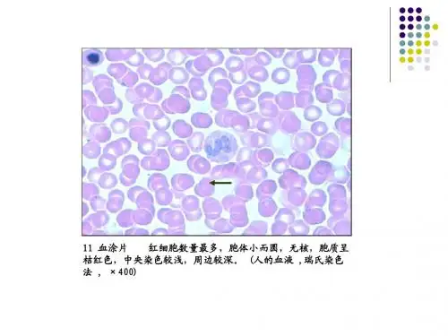 组织学与胚胎学复习
