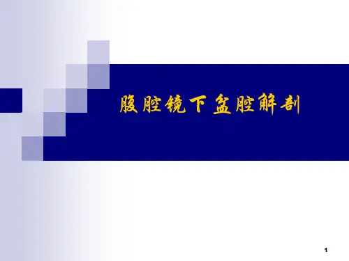 腹腔镜下盆腔解剖PPT课件
