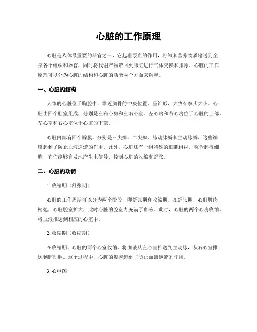 心脏的工作原理