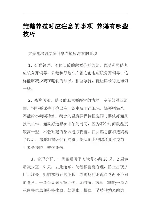 雏鹅养殖时应注意的事项 养鹅有哪些技巧