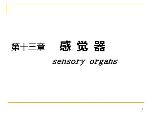 人体解剖学——感觉器官PPT课件