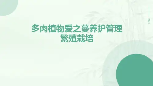 多肉植物爱之蔓养护管理繁殖栽培