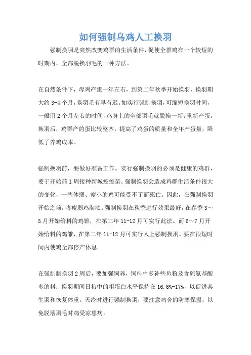 如何强制乌鸡人工换羽
