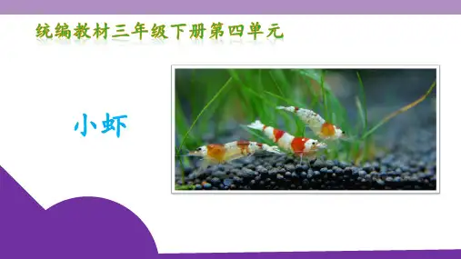 《小虾》PPT课件-人教部编版(共13张PPT)